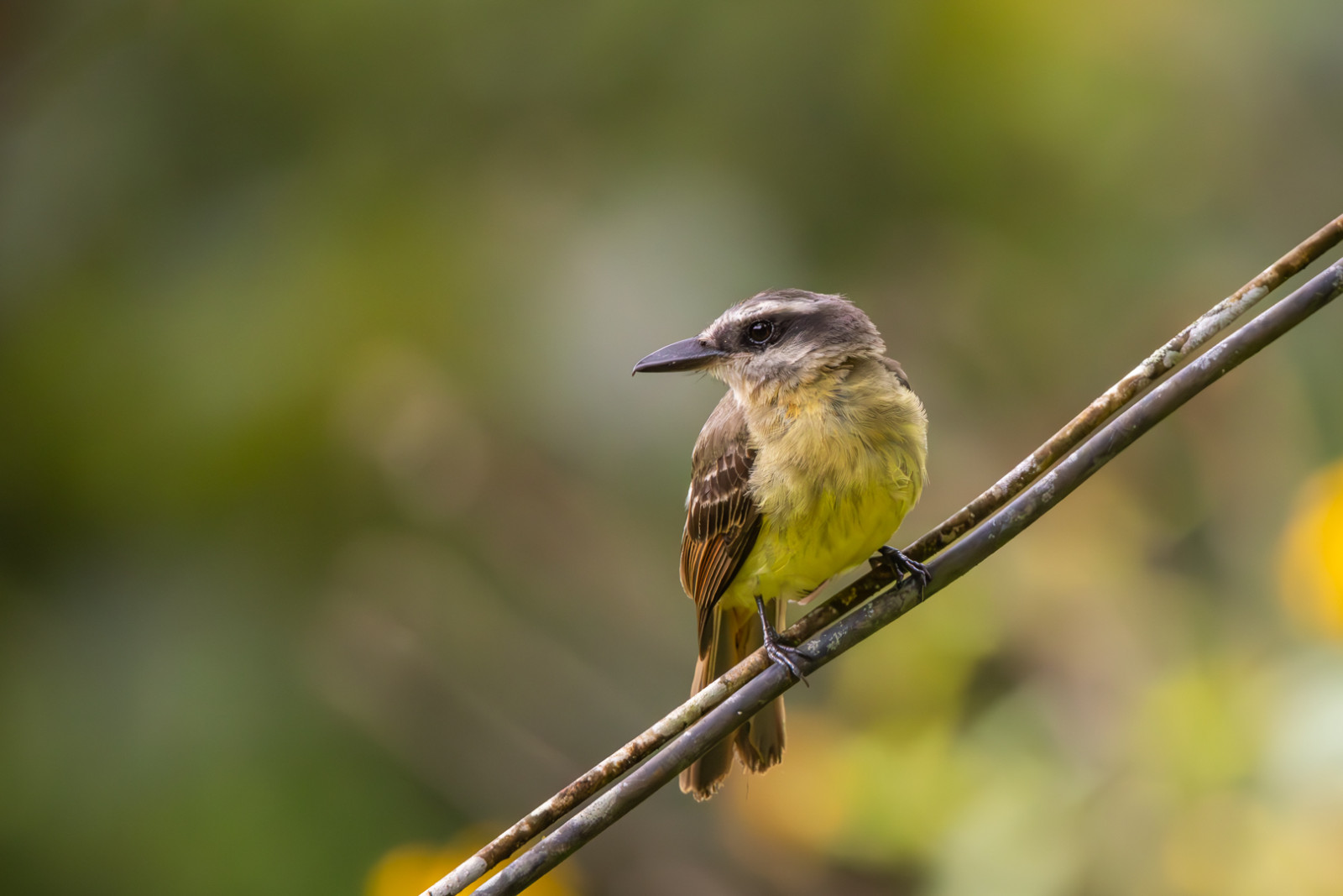 image Golden-bellied Flycatcher